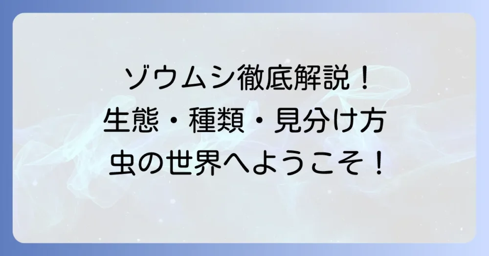 「ぞ」から始まる昆虫はゾウムシ！その生態と種類、見分け方を徹底解説