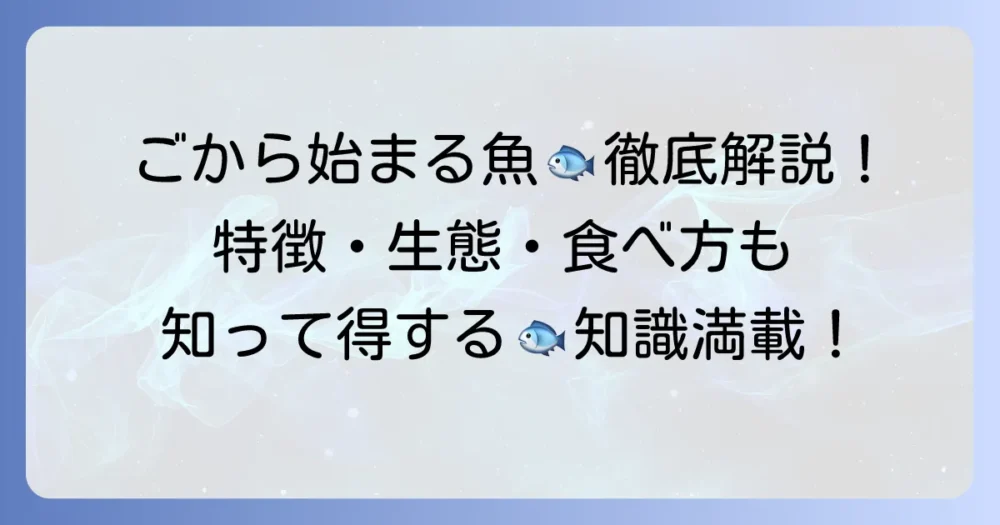 「ご」から始まる魚の名前を徹底解説！特徴や生態、美味しい食べ方もご紹介