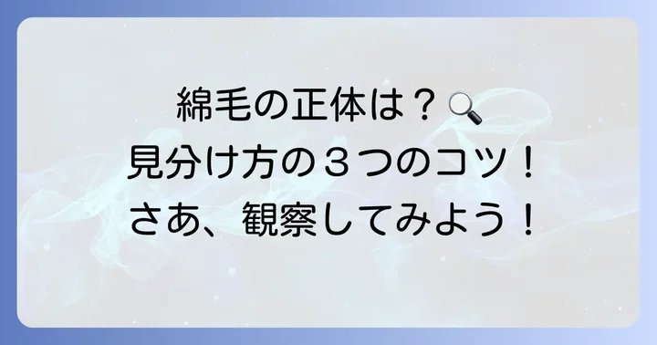 綿毛の正体を見分けるコツ：観察ポイント