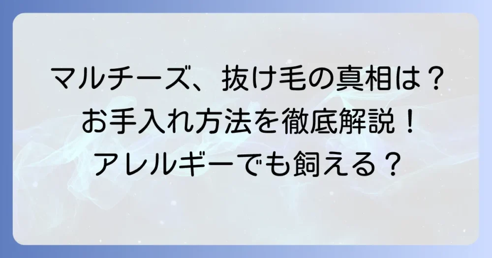 マルチーズの毛は抜けないって本当？その理由と正しいお手入れ方法を徹底解説