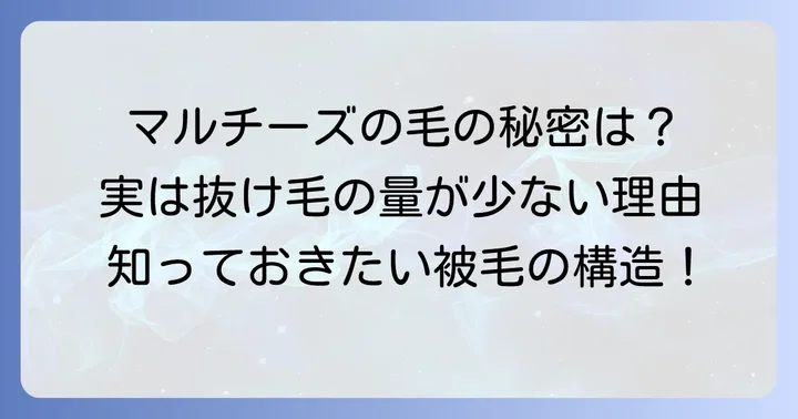 マルチーズの毛は本当に抜けないの？その秘密を解き明かす
