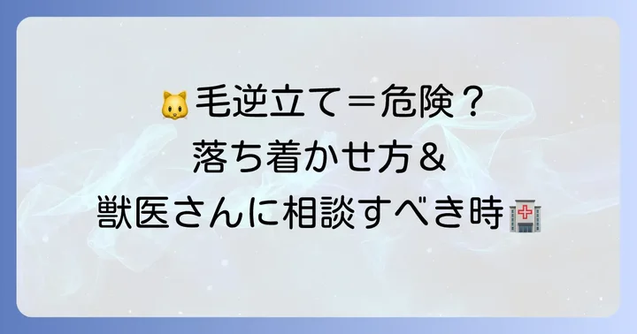猫の毛が逆立っている時に飼い主がすべきこと・避けるべきこと
