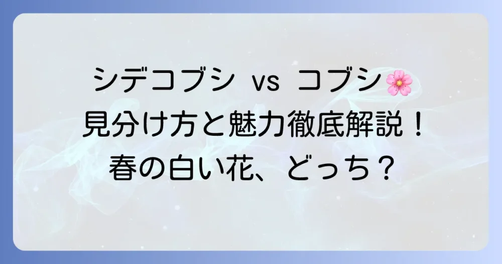 シデコブシとコブシの違いを徹底解説！見分け方から魅力まで