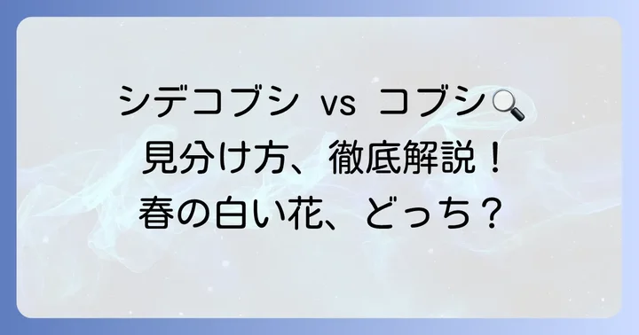 シデコブシとコブシの基本的な違いとは？
