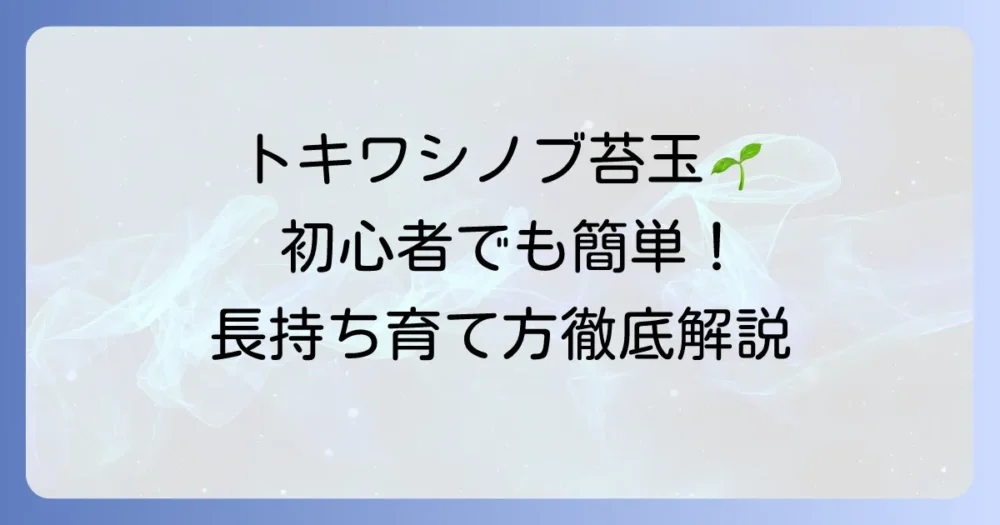 トキワシノブの苔玉作り方｜初心者でも簡単！長持ちさせる育て方も徹底解説