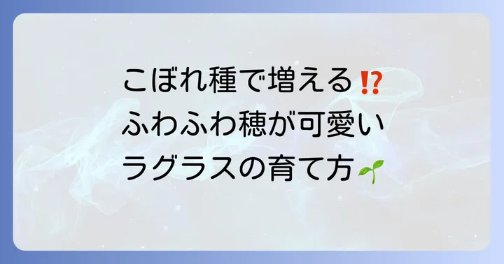 ラグラスバニーテールはこぼれ種で自然に増える？