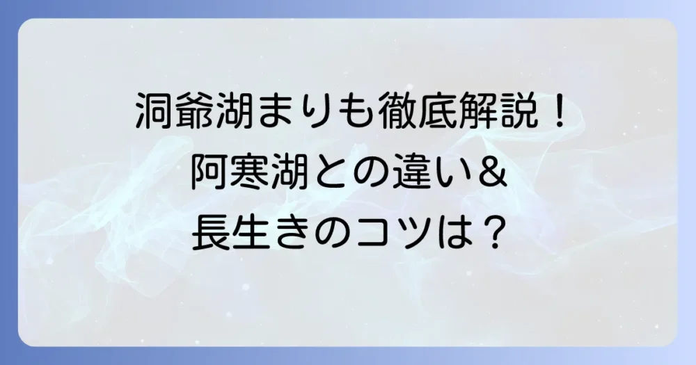 洞爺湖まりもの購入と育て方！阿寒湖との違いから長生きのコツまで徹底解説
