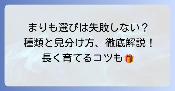 洞爺湖で買えるまりもの種類と選び方