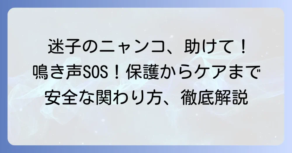 野良子猫が鳴いている！見つけたらどうする？保護から適切なケア、安全な関わり方まで