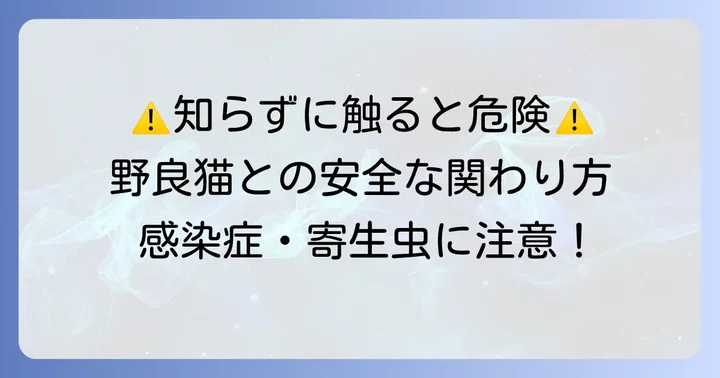 野良子猫との安全な関わり方と注意すべきリスク