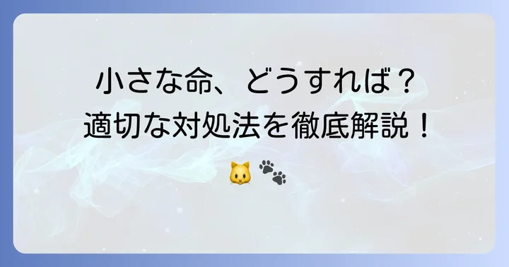 置き去りにされた子猫を見つけたらどうする？適切な対処法