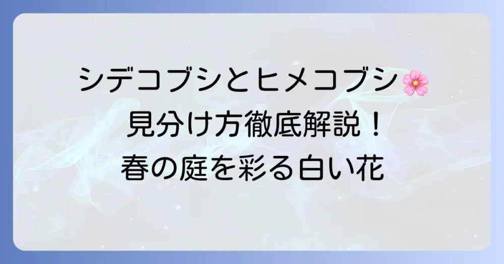 シデコブシとヒメコブシの違いを徹底解説！見分け方や特徴を比較