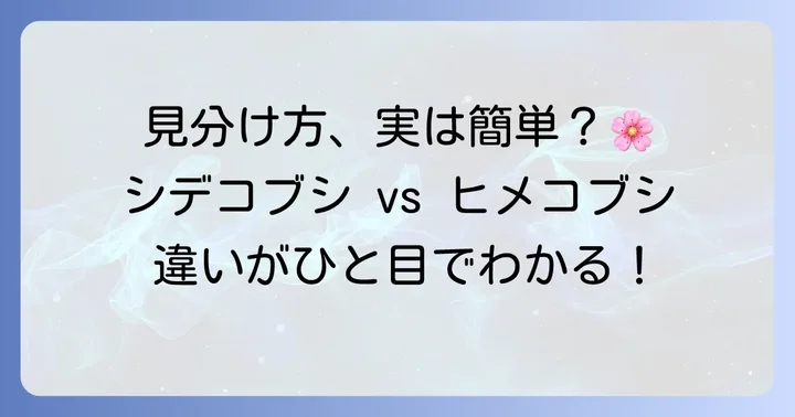 シデコブシとヒメコブシ、その見分け方のポイント