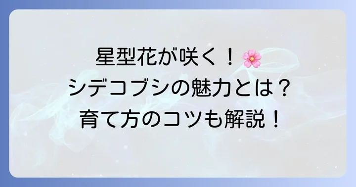 星形の花が魅力！シデコブシの詳しい特徴と育て方
