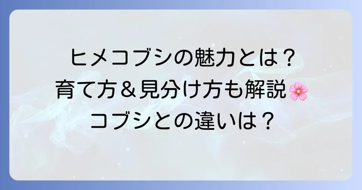 コブシの仲間？ヒメコブシの詳しい特徴と育て方