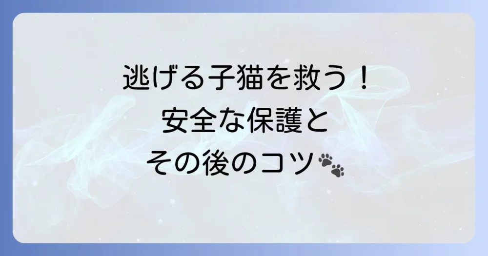 逃げる子猫を保護したい！安全に捕まえるコツと保護後の接し方
