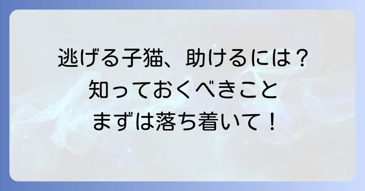 逃げる子猫を保護する前に知っておくべきこと