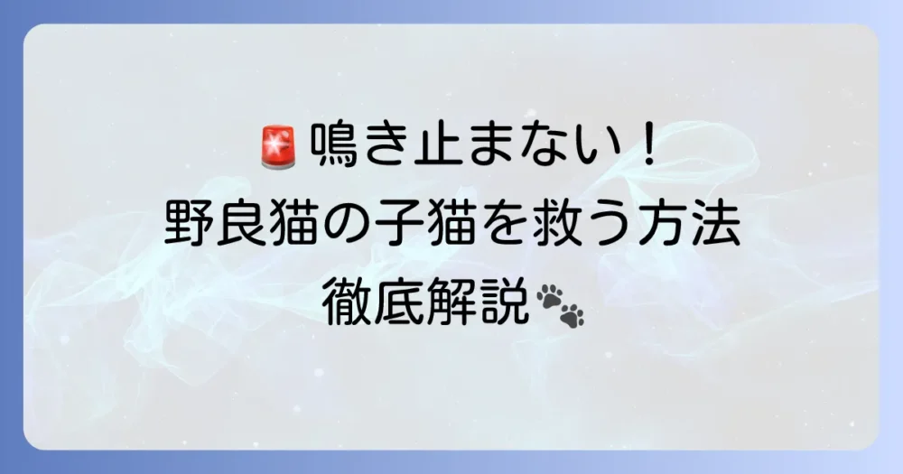 野良猫の子猫がずっと鳴いている！命を守るための理由と対処法を徹底解説