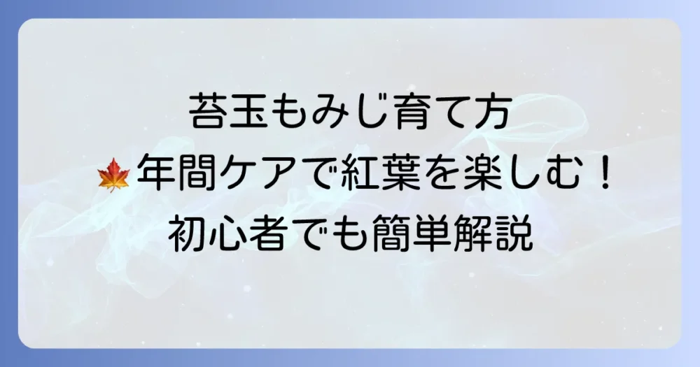 苔玉もみじの育て方徹底解説！美しい紅葉を楽しむための年間ケア