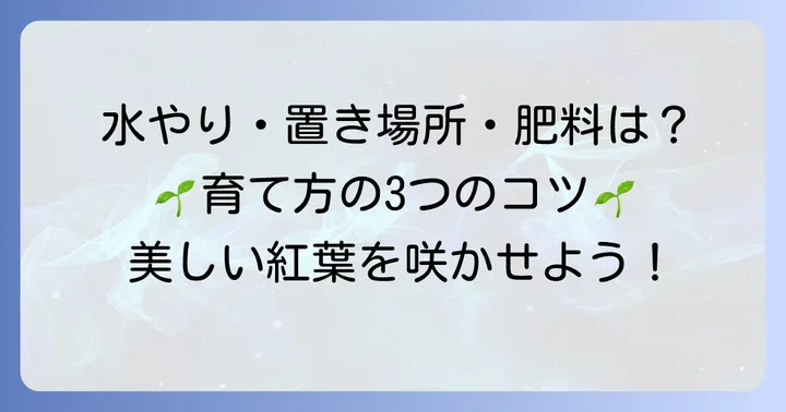 苔玉もみじの基本の育て方：水やり・置き場所・肥料