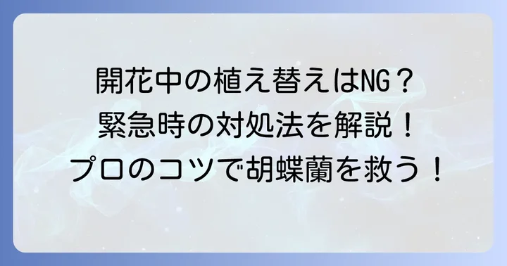 花が咲いている胡蝶蘭を植え替える際の具体的な方法