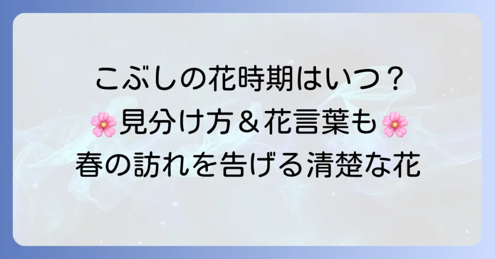 こぶしの花はいつ？時期や特徴、モクレンとの見分け方、花言葉を徹底解説