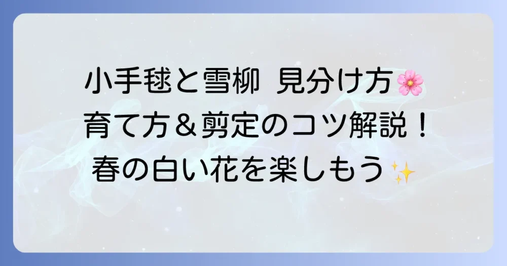 小手毬と雪柳の見分け方から育て方まで徹底解説！春を彩る白い花々の魅力