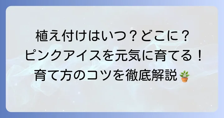 コデマリピンクアイスの植え付けと日当たり