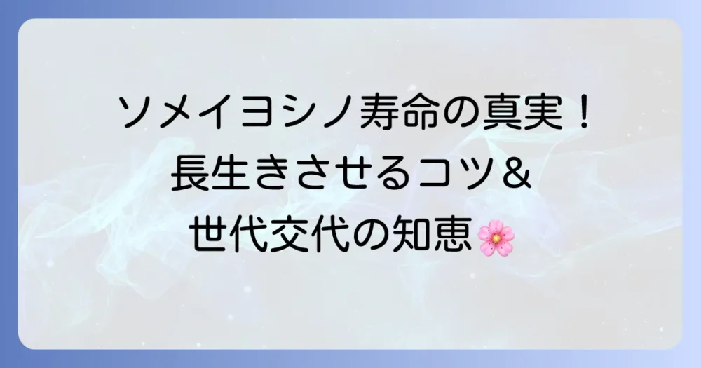 ソメイヨシノの寿命と植え替えの真実!老木を長生きさせる方法と世代交代のコツ