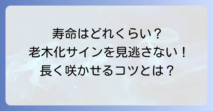 ソメイヨシノの寿命はどのくらい?老木化のサインと平均寿命