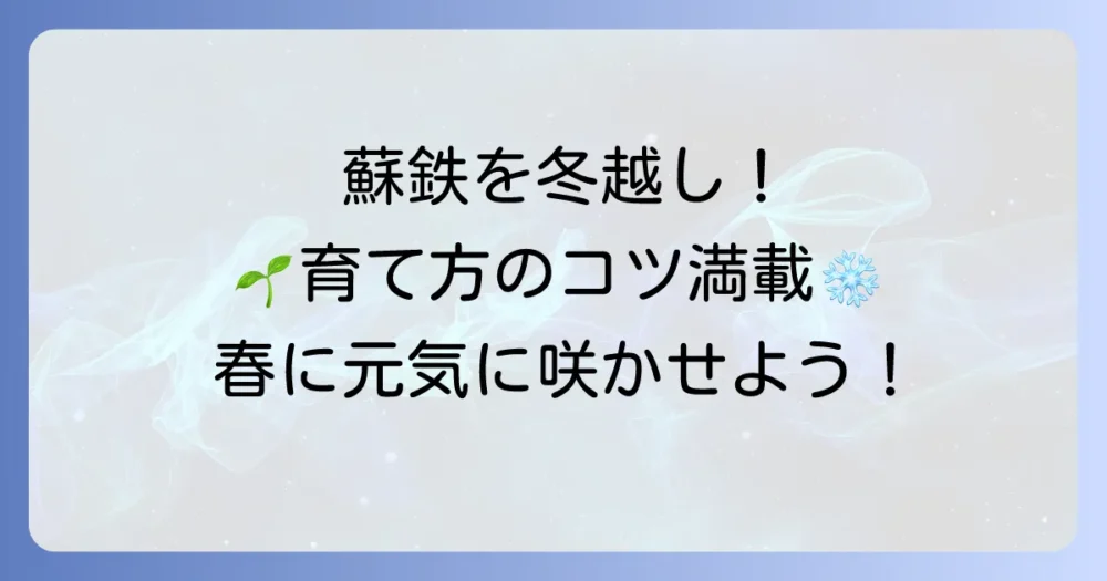 蘇鉄の冬越し対策！元気な姿で春を迎えるための育て方とコツ