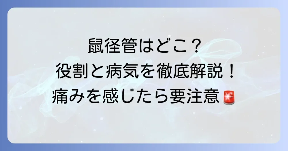 鼠径管はどこにある？その役割や関連する病気を徹底解説