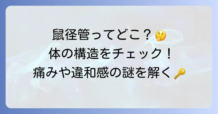 鼠径管はどこにある？その正確な位置と基本的な構造