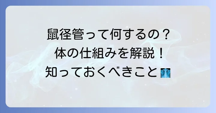 鼠径管の重要な役割とは？