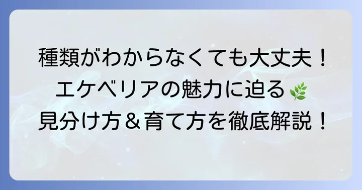 エケベリアの魅力と種類がわからないと感じる理由