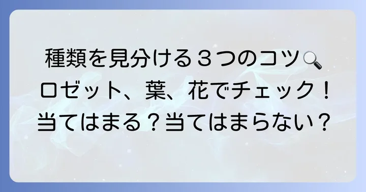 エケベリアの種類を見分けるための観察ポイント