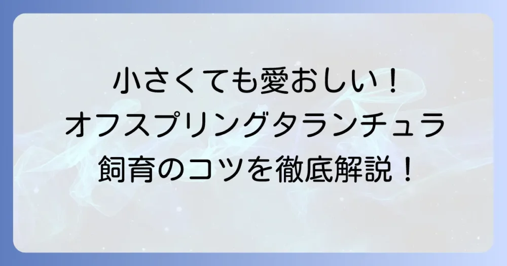 オフスプリングタランチュラ飼育の徹底解説!幼体から育てる魅力と長寿のコツ