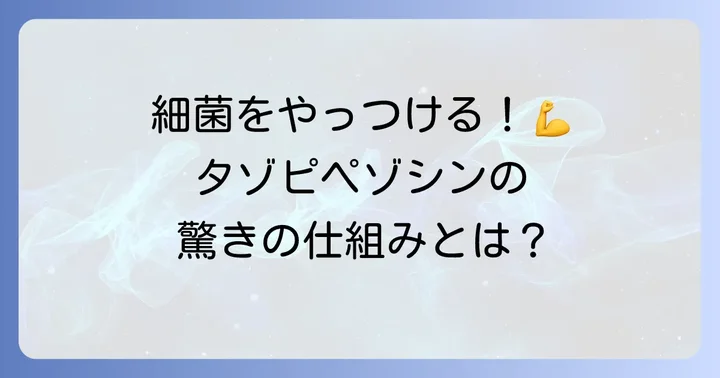 タゾピペゾシンの作用機序：細菌を効果的に攻撃する仕組み