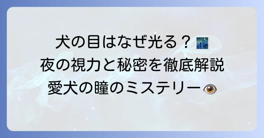 犬のタペタムとは？夜の視力と目の輝きの秘密を徹底解説