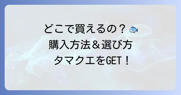 タマクエはどこで手に入る？購入方法と選び方のコツ