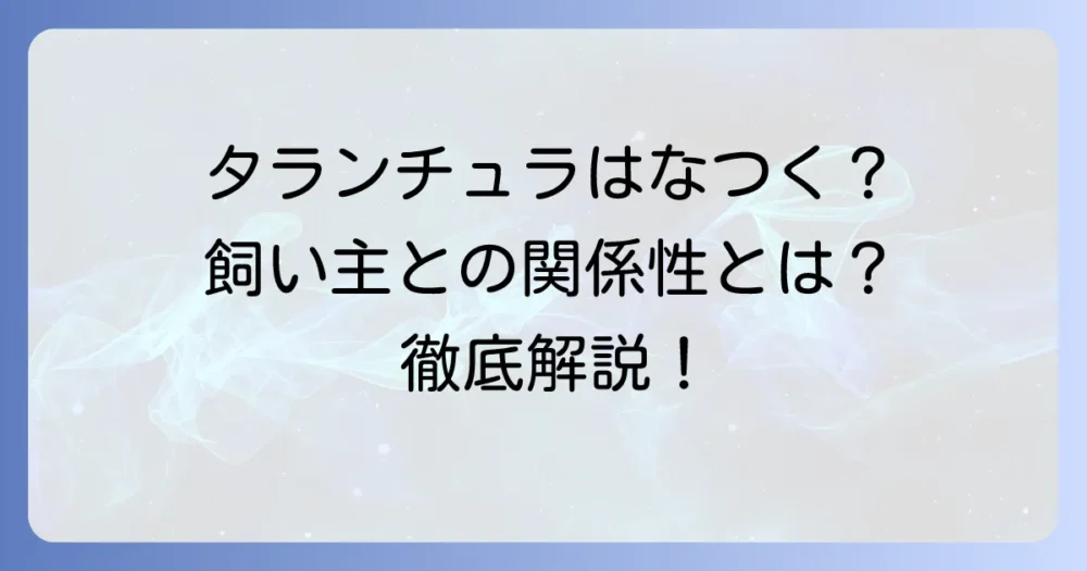 タランチュラは本当になつく？飼い主との関係性や慣らす方法を徹底解説