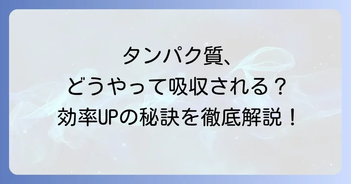 タンパク質が体に吸収される進め方と吸収効率が落ちる原因