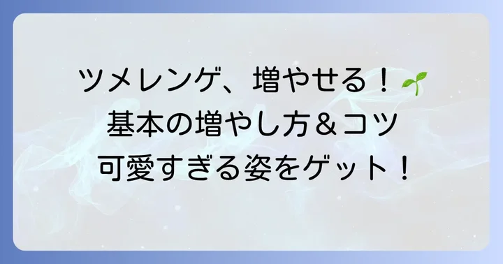 ツメレンゲの魅力と増やし方の基本