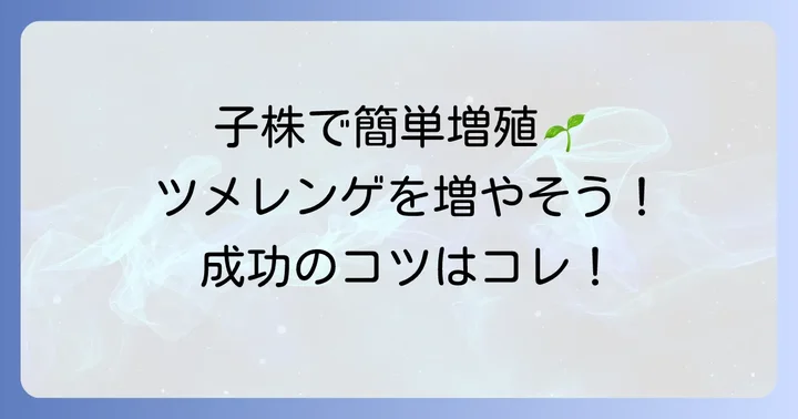 ツメレンゲの増やし方：子株（ランナー）で増やす方法