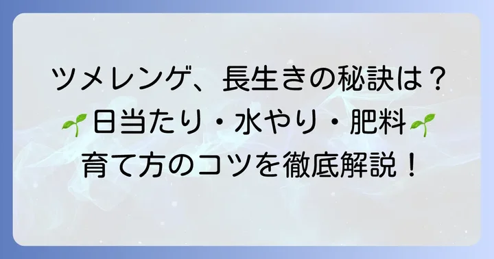 ツメレンゲを健康に育てるための日常管理