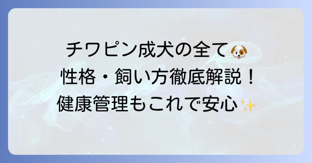 チワピン成犬の全てがわかる！性格から飼い方・健康管理まで徹底解説