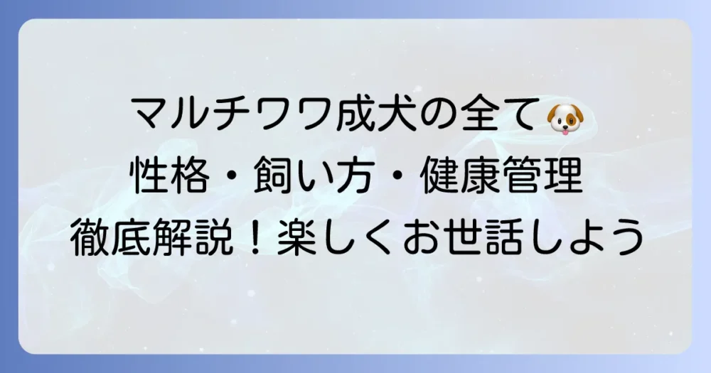 マルチワワ成犬の全てを徹底解説!性格から飼い方、健康管理まで