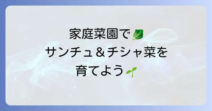 家庭菜園で育てるチシャ菜とサンチュのコツ