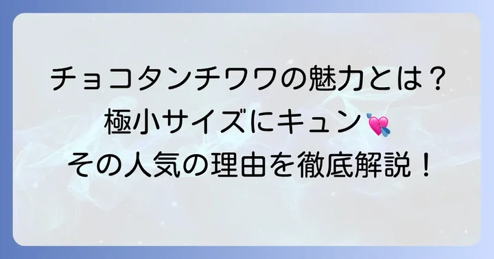 憧れの超超極小チワワチョコタン！その魅力と人気の理由