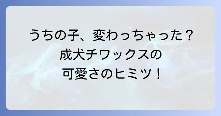 チワックス成犬が「可愛くない」と感じてしまうのはなぜ？